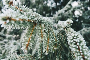 winter tree