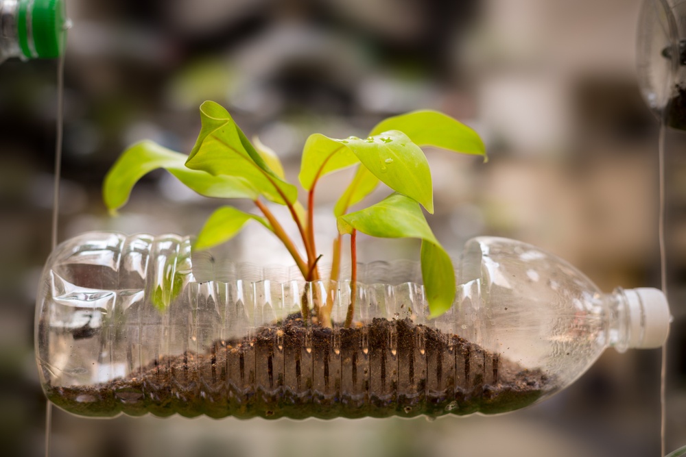 plant in a bottle